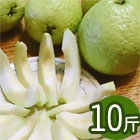 高雄燕巢【牛奶芭樂】5斤X2盒《預購》